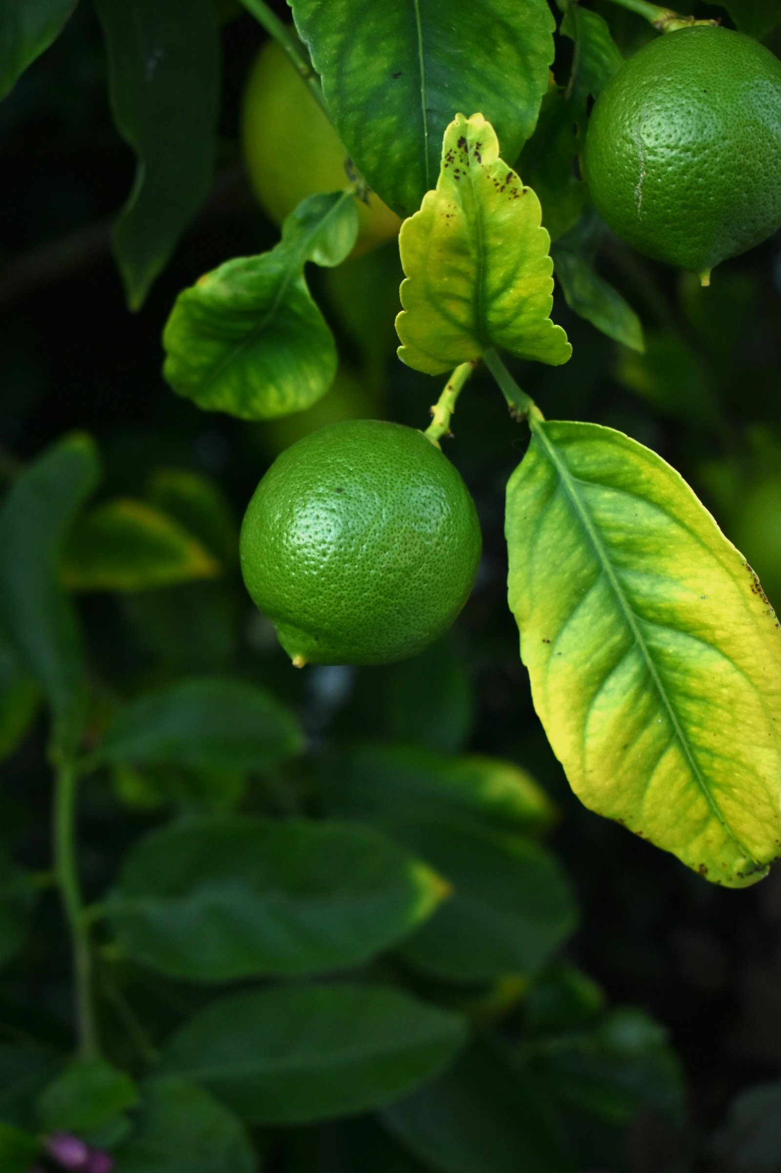 Lemon