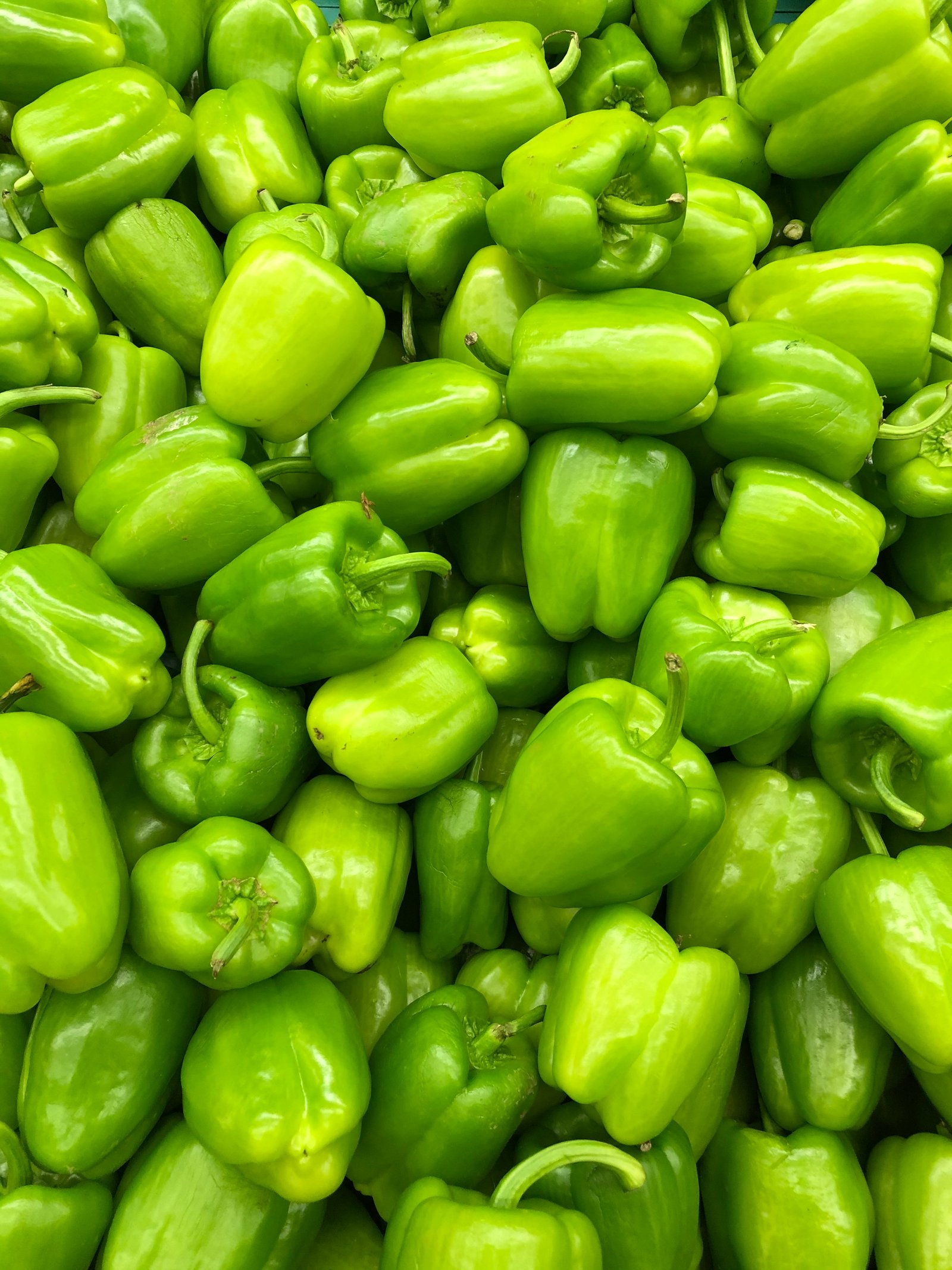 Capsicum