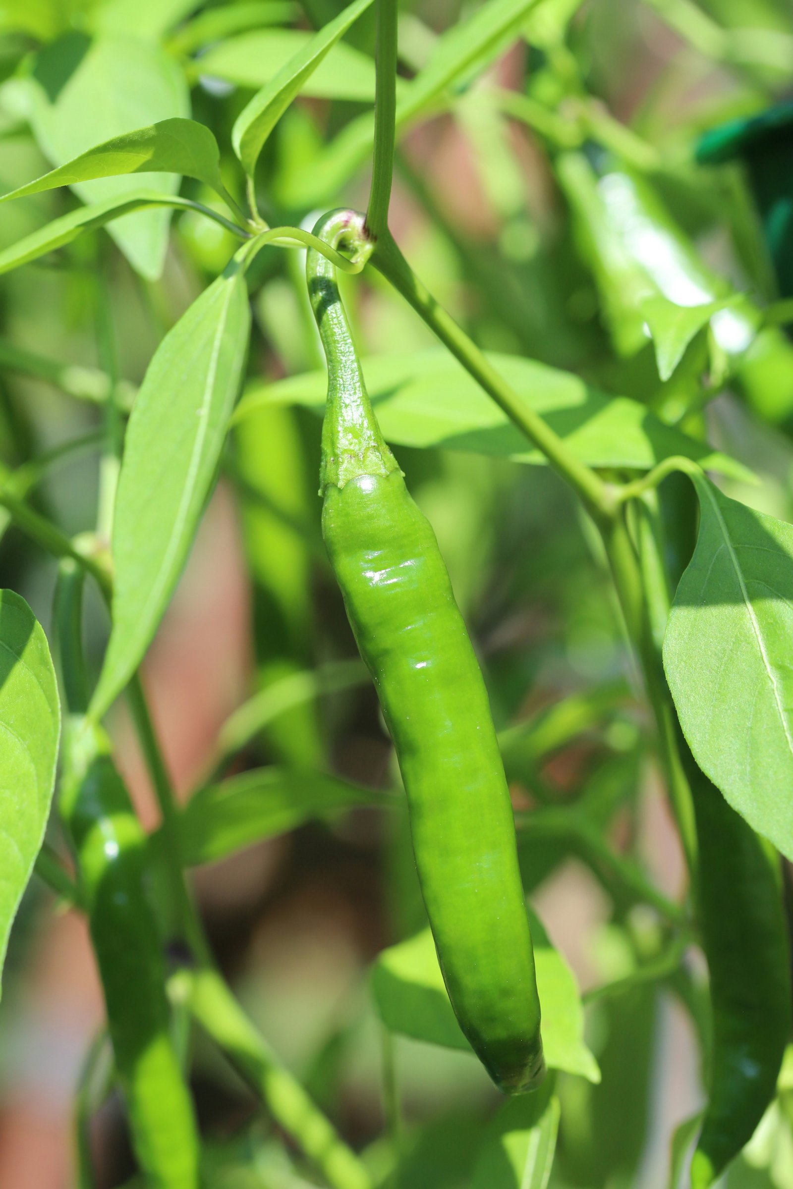 Green Chilli