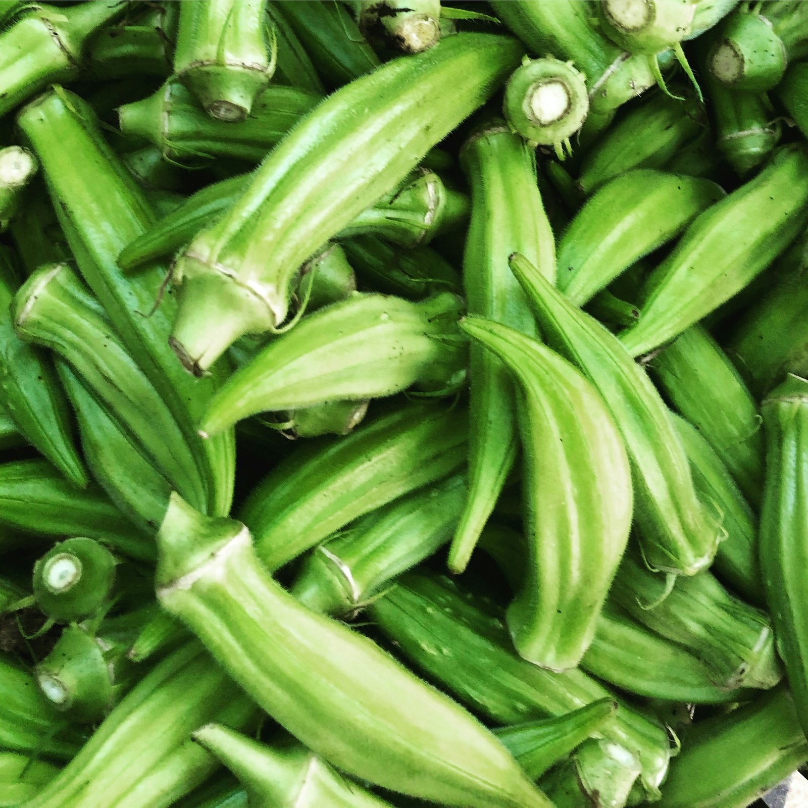 Okra (Lady Finger)